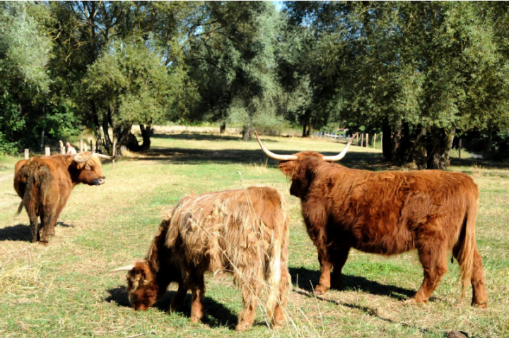 AGRIMAX